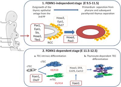 T-Cell Immunodeficiencies With Congenital Alterations of Thymic Development: Genes Implicated and Differential Immunological and Clinical Features